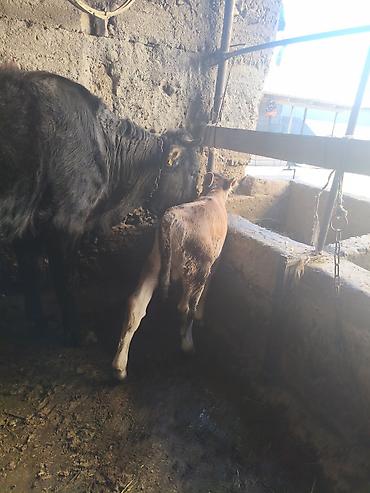 Коровы, быки: Продаю | Тёлка | Для разведения — 6