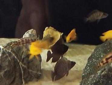 Balıqlar: Cixlid balığı -da lalafo.az — 7 Balıqlar: Cixlid balığı — 7