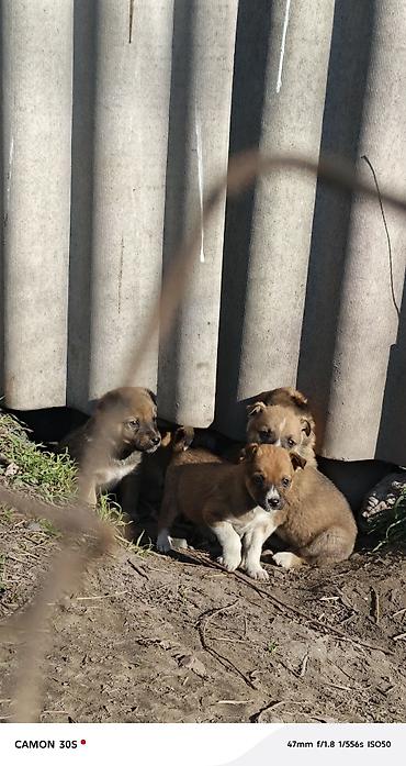 Отдам даром собаку: Отдам щенков Особенности: - шерсть плотная, короткая, легко — 9