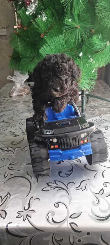 İtlər: Pudel, 2 ay, Dişi — 8