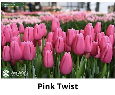 Букеты из живых цветов: Тюльпаны От 130сом за шт Чем больше шт тем больше скидка at lalafo.kg — 6 Букеты из живых цветов: Тюльпаны От 130сом за шт Чем больше шт тем больше скидка — 6