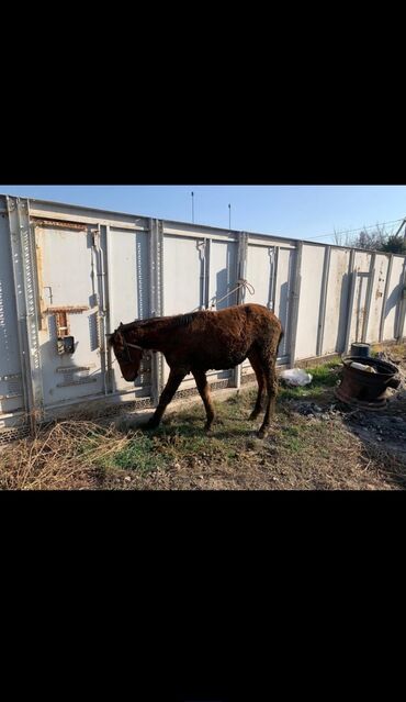 Лошади, кони: Продаю | Жеребец | Рабочий — 7