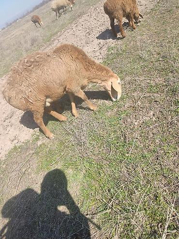 Баран, овца: Продаю | Овца (самка) | Арашан — 5