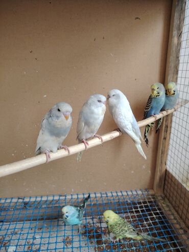 Tutuquşları: Çexlər tam sağlam quşlardı,ələ öyrətməyin tam vaxtıdı, iki üç — 13