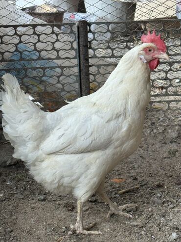 цыплята несушки: Продаю | Куры | Хай-Лайн Соня Грей | Несушки