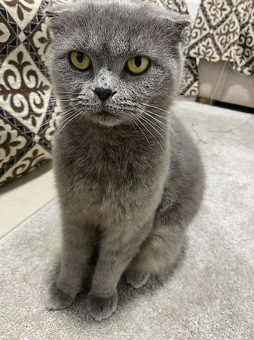 Продажа кошек: Шотландская вислоухая кошка (Scottish Fold), окрас сплошной голубой — 7