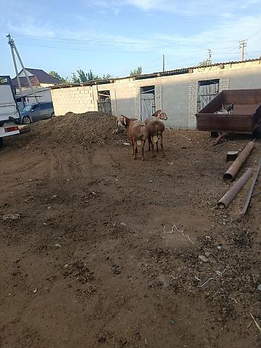 скотский рынок: Продаю | Баран (самец) | Арашан | Для разведения — 7