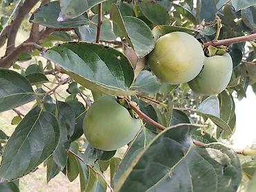 mingecevirde torpaq satisi: 350 sot, Kənd təsərrüfatı, Mülkiyyətçi, Kupça (Çıxarış) — 2