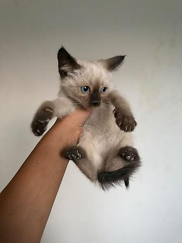 кошка породистые: Кошка даром: Сиамская, 2 месяца, Девочка, Приучена к лотку, Проглистована — 3