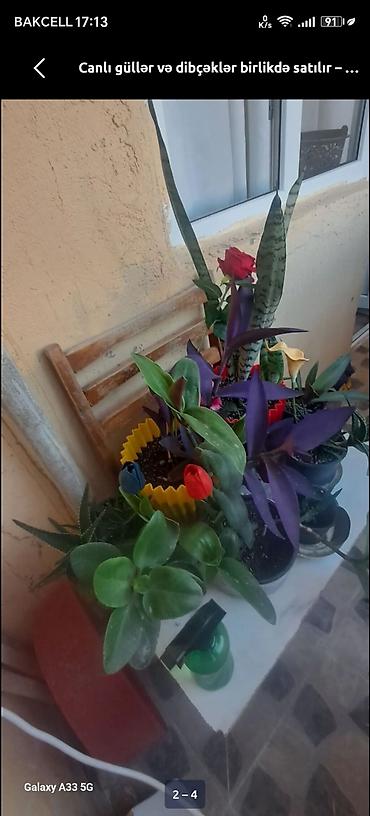 попугайчики купить: Canlı güllər. Dibçəklərlə birlikdə təcili satılır — 3