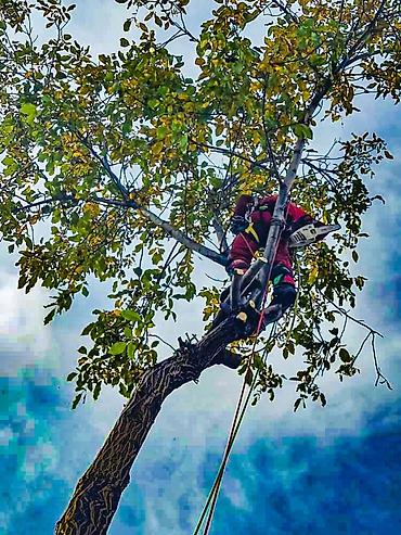 Спил деревьев, заготовка дров: Спил любых деревьев, в любых стесненных условиях, формирование кроны — 4