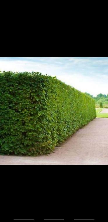 Другие декоративные деревья: Живые изгороди быстро растущие, растут до 4х метров. Сорт бархатный — 2