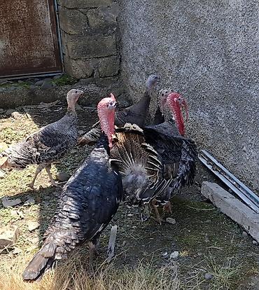 jersey cinsi: 2 ədəd erkək,3 ədəd dişi hazırda yumurta qoyurlar 10,15 günə kürt — 3