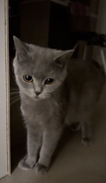 британская лиловая кошка: Ищем кота для вязки. Британская короткошёрстная кошка. 1,5 года. Г