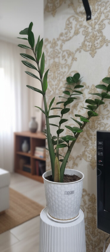 Другие комнатные растения: Продаю цветок офисный 70см высота — 1