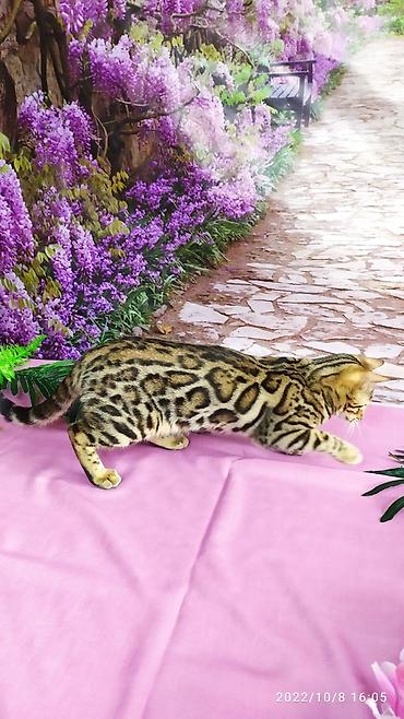 Продажа кошек: Бенгальские Детки .проф питомник Бен Гла Мур. предлагает Девочек и — 12