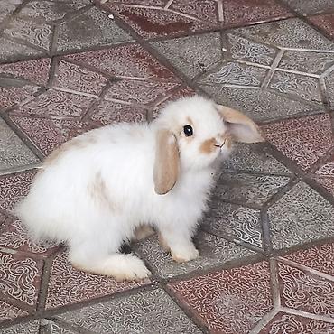 ucuz heyvanlar: Mini lop dovşanları salağ qulağlar satılır bir cütü 75 m 1 dişi 1 — 4