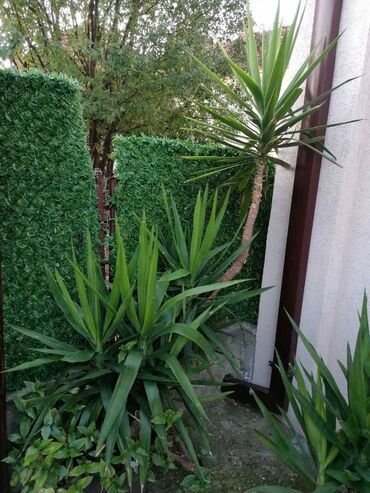 Ostale kućne biljke: Drvo života -Yucca Elephantipes Visine 1-2 m Drvo Zivota-Yucca — 7