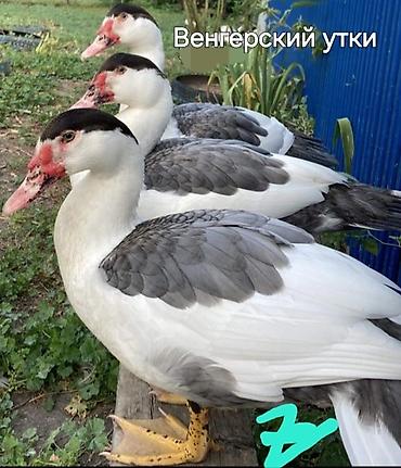 домашняя утка купить: Мускусные утки (индоутки), разные окрасы. - Порода/типы: венгерские — 3