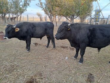 Коровы, быки: Продаю | Бык (самец) | На откорм | Племенные — 6