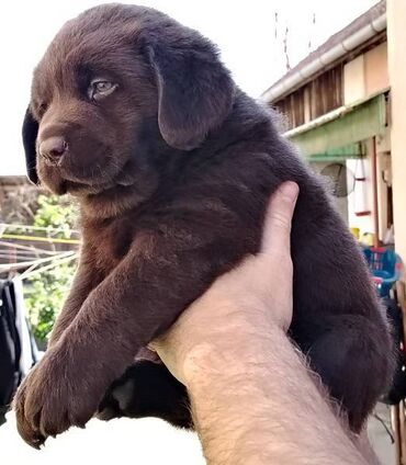 Psi: Čokoladni štenci labrador retrivera Čokoladni štenci labrador — 7