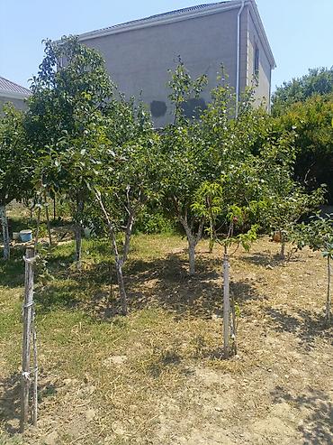 Daşınmaz əmlak: Salam yeni Bulbule trasa 5deqiqlik mesafede yerlesir yolu asflat Sened — 7