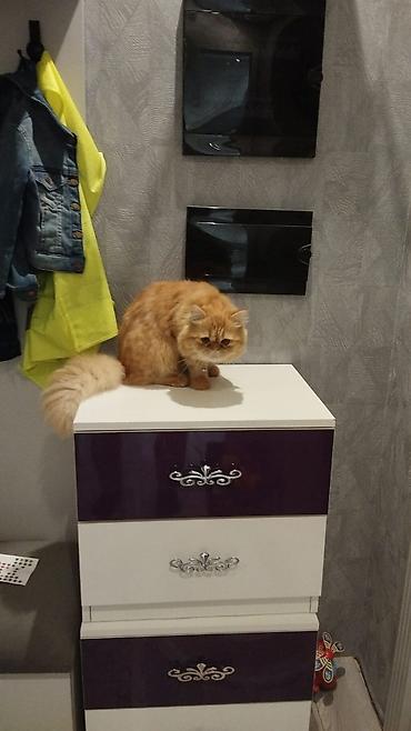 pisi: 7aylıqdır. Erkek Perv cinsidir. Peyvendleri olunub. Agilli mehriban — 4