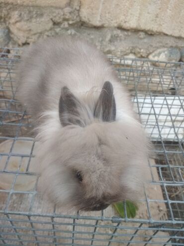 dovşan satılır v Azərbaycan | DIGƏR KƏND TƏSƏRRÜFATI HEYVANLARI: Karlik dovşan satılır 20 azn dişidi iki aylıqdı