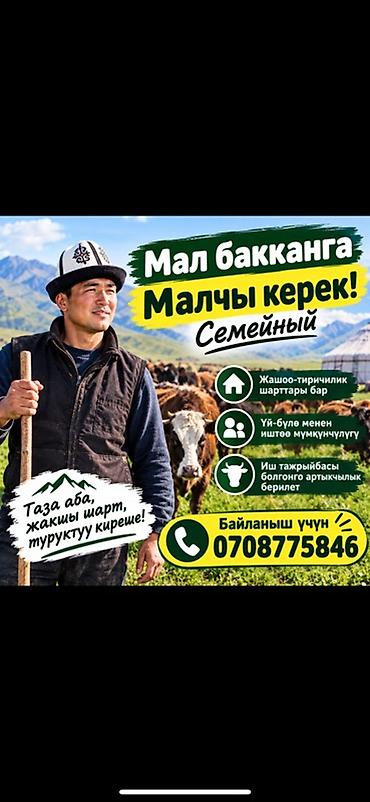 вакансии упаковщика: Требуется Пастух, Оплата: Ежемесячно — 1
