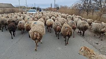 Qoyunlar, qoçlar: 550 baş qaradolaq sortu satlır qiymet elaqe saxla — 8