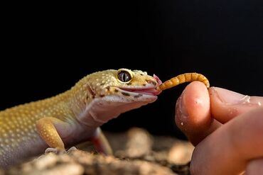 cuce: Un qurdu. Bütün qanadlı heyvanlar üçün canlı yem. Protein qaynağıdır