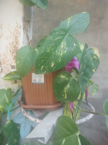 yaşil: Məhsul: Otaq bitkiləri – Epipremnum aureum (Pothos/“Devil’s Ivy”) və