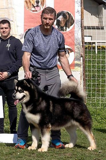 Psi: Aljaski malamut štenci Na prodaju štenci Aljaskog malamuta iz na lalafo.rs — 13 Psi: Aljaski malamut štenci Na prodaju štenci Aljaskog malamuta iz — 13
