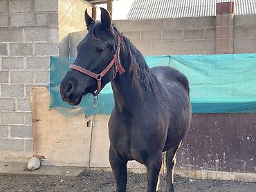 Лошади, кони: Продаю | Кобыла (самка) | Для разведения, Конный спорт | Племенные — 6