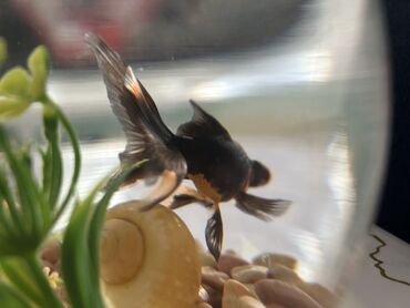 Balıqlar: Qızıl balıq, Sülhsevər, Pulsuz çatdırılma -da lalafo.az — 1 Balıqlar: Qızıl balıq, Sülhsevər, Pulsuz çatdırılma — 1