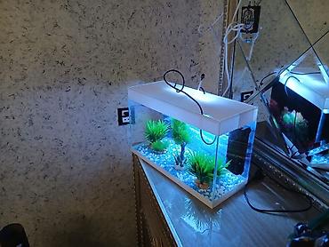 gəncə toyuq satan: Dördbucaq akvarium, Boş, 10 l, Ödənişli çatdırılma — 2