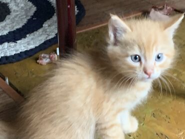 абиссинские коты: Котёнок мальчик 
Кушает 
Приученный к лотку