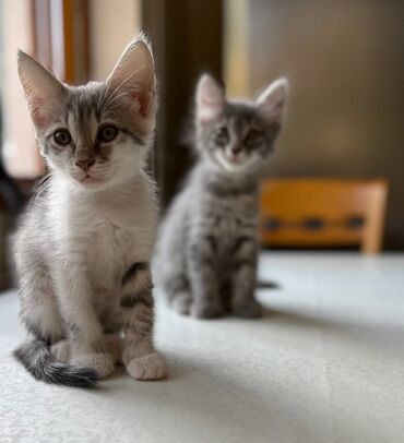 Pişiklər: Dişi, Yaxşı əllərə — 1