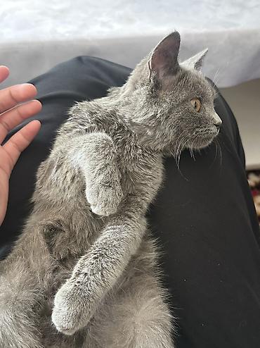 Үй жаныбарлары: Кошка породы британская короткошёрстная (окрас «blue»/серый) Отдаю в — 1