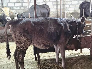 en ucuz at: Damazliq ücün cox super disi dana satilir.qiymede razilasma yeri — 1