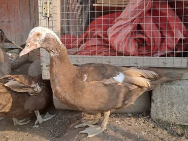 Ördəklər: Lal ördəklər satılır topdan 17 azn .Tək tək qiymətlər — 29