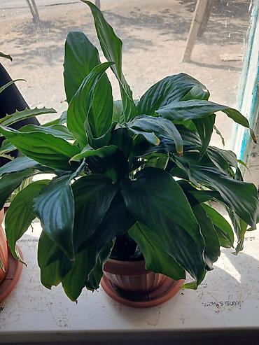 машинка для животных: Спатифиллум (Spathiphyllum), комнатное растение в горшке. - Куст — 1