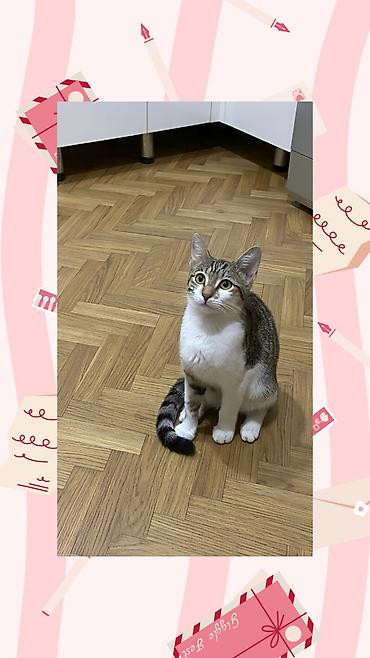 Pişiklər: Dişi, Yaxşı əllərə — 1