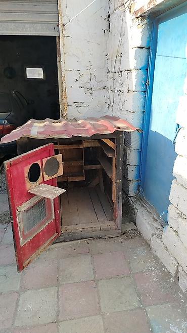 Heyvanlar üçün mallar: Taxta göyərçin yuvası/kümes - Material: qalın taxta karkas, iç — 4