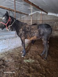 сколько стоит собака породы доберман: Продаю | Конь (самец) | На забой, Рабочий | Осеменитель