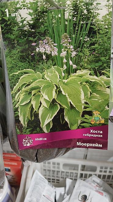 Другие садовые цветы и кустарники: Хоста — набор сортов (по 1 шт. в упаковке) Доступные сорта по — 1