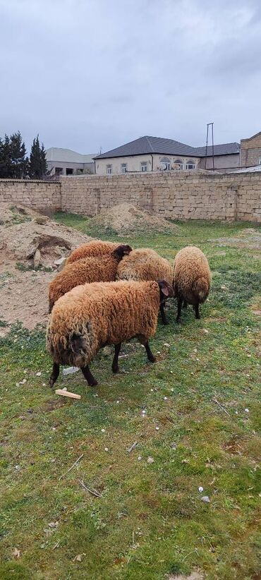 qurbanliq qoyun satisi: Ərkey toğlular satılır 1 il 1 aylıqdılar 1 i 1000 manat toğlular Zirə