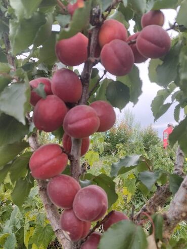 яблоки срочна: Яблоки Превосходное