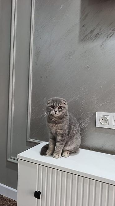 питбуль в бишкеке: Шотландский вислоухий котёнок (Scottish Fold)
котёнку 4 месяц — 4