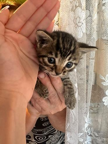 александрийский попугай: Бенгальская, 1 месяц, Мальчик, Метис, Приучена к лотку — 3